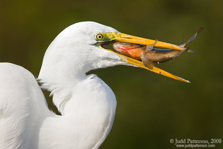 Breakfast, Everglades National Park, Florida, United States