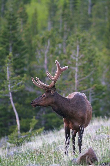 American Elk, Rocky Mountain National Park, Colorado, United States