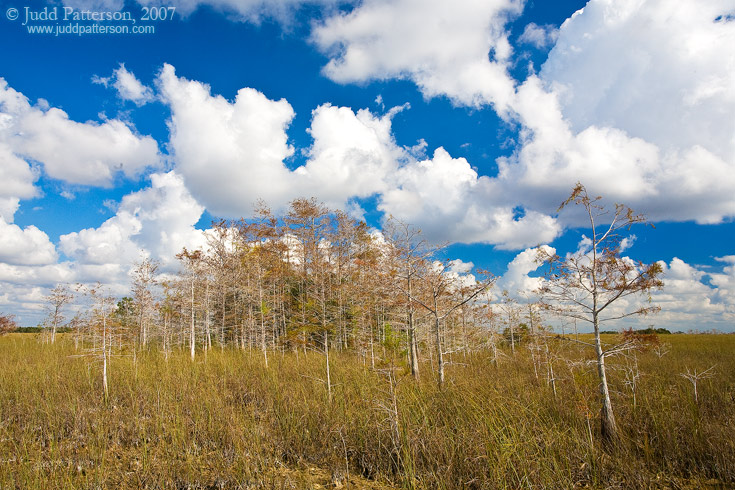 Everglades Cypress Dome, Everglades National Park, Florida, United States