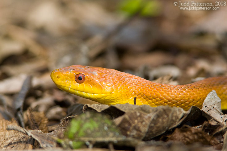 Everglades Rat Snake, Fairchild Tropical Botanic Gardens, Miami, Florida, United States