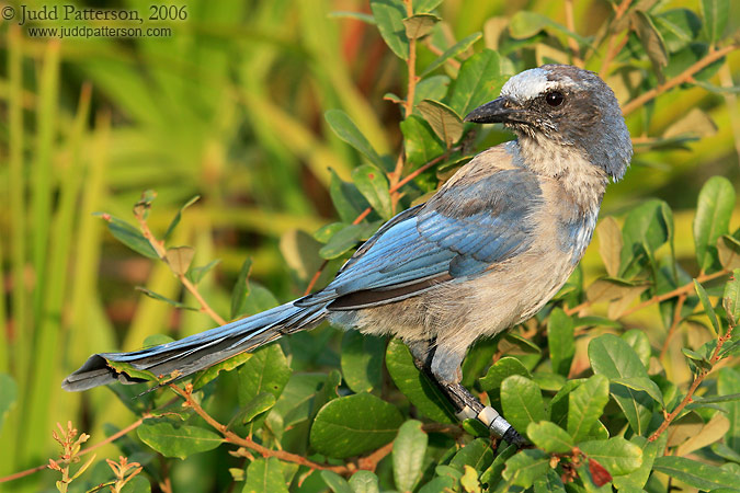 Florida Scrub-Jay, Oscar Scherer State Park, Florida, United States