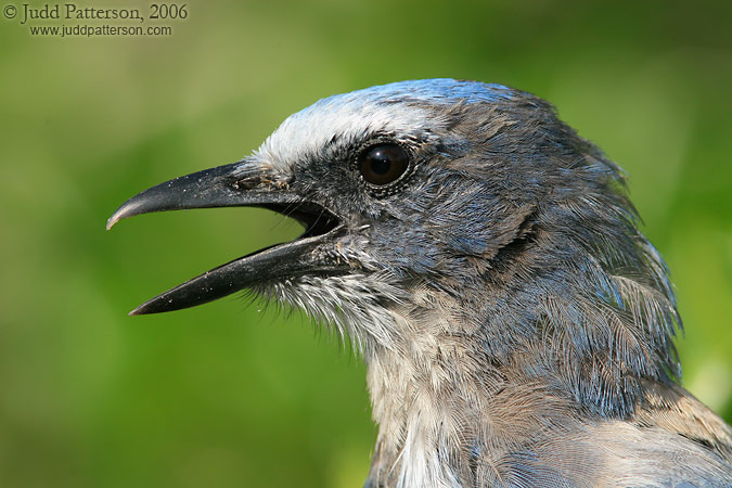 Florida Scrub-Jay, Oscar Scherer State Park, Florida, United States