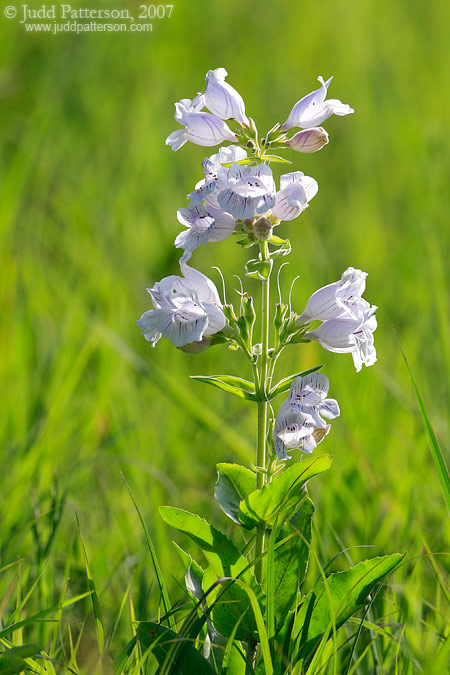 Beardtongue, Konza Prairie, Kansas, United States