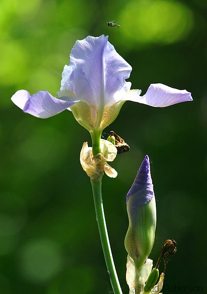 Iris, Saline County, Kansas, United States