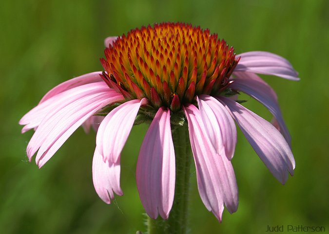 Black Sampson, Konza Prairie, Kansas, United States