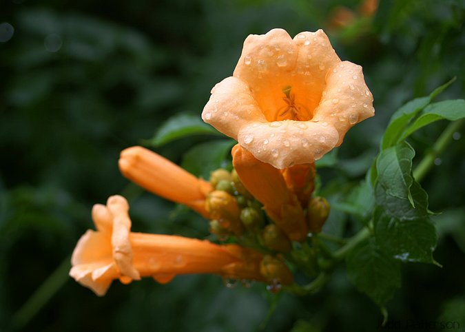 Trumpet Vine, K-State University Garden, Kansas, United States