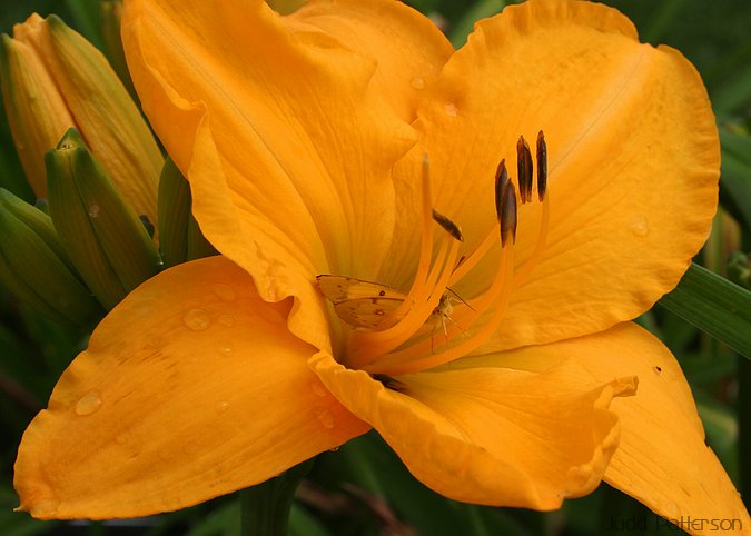 Daylily, K-State University Garden, Kansas, United States