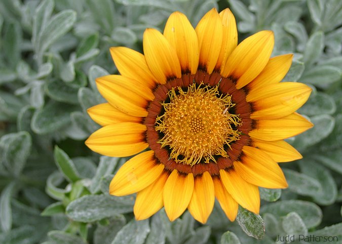 Gazania, K-State University Garden, Kansas, United States