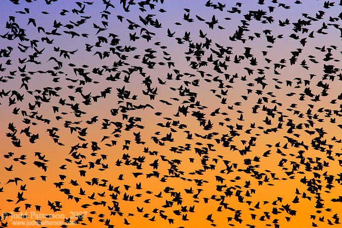 Follow the Leader, Manhattan, Kansas, United States