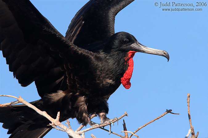 Magnificent Frigatebird, Dry Tortugas National Park, Florida, United States