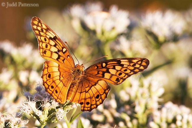 Variegated Fritillary, Konza Prairie, Kansas, United States