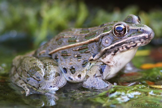 Plains Leopard Frog, Saline County, Kansas, United States