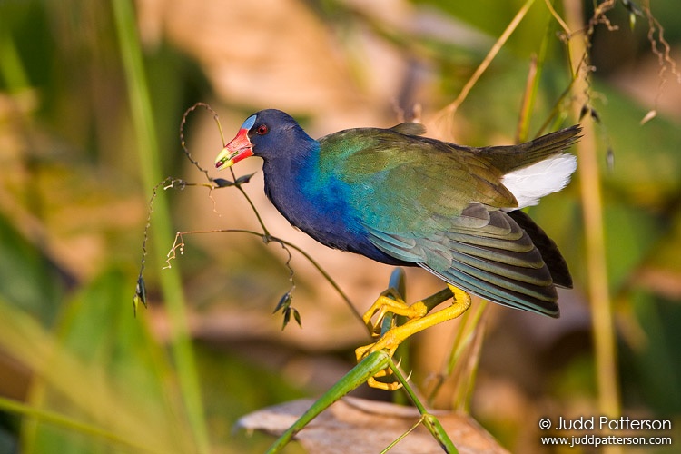 Purple Gallinule, Green Cay Wetlands, Florida, United States