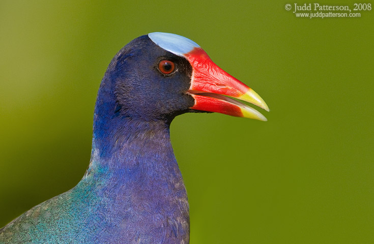 Purple Gallinule, Wakodahatchee Wetlands, Florida, United States