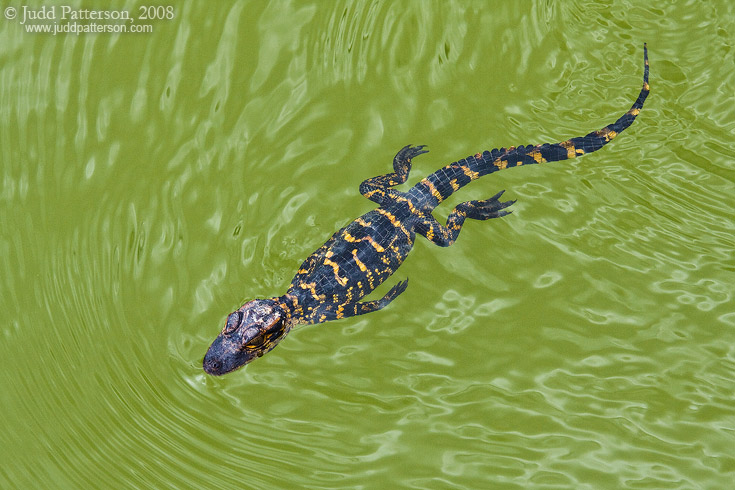 Baby Alligator, Everglades National Park, Florida, United States