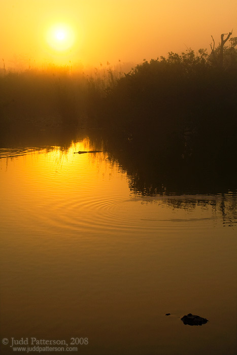 Gator Sunrise, Everglades National Park, Florida, United States