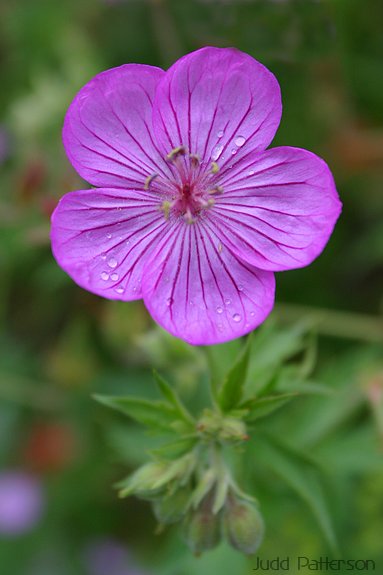 Sticky Geranium, Wasatch-Cache National Forest, Utah, United States