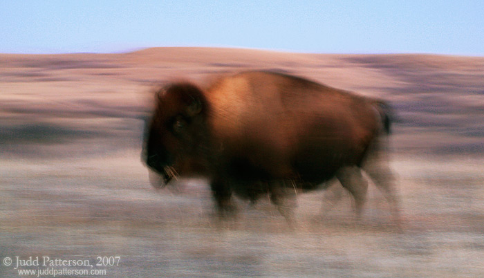 Ghost of the Plains, Konza Prairie, Kansas, United States