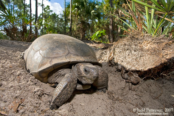 Welcome to my burrow..., Okeeheelee Park, Florida, United States