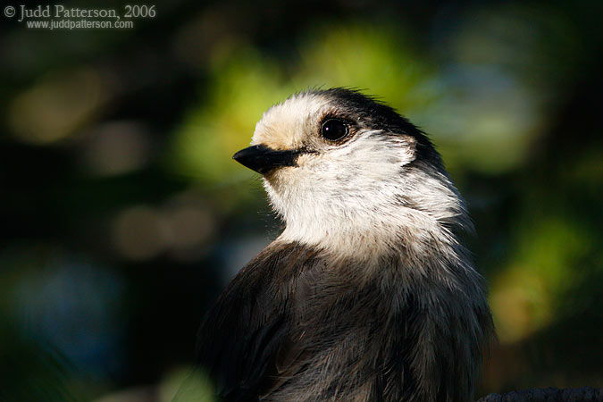 Gray Jay, Banff National Park, Alberta, Canada