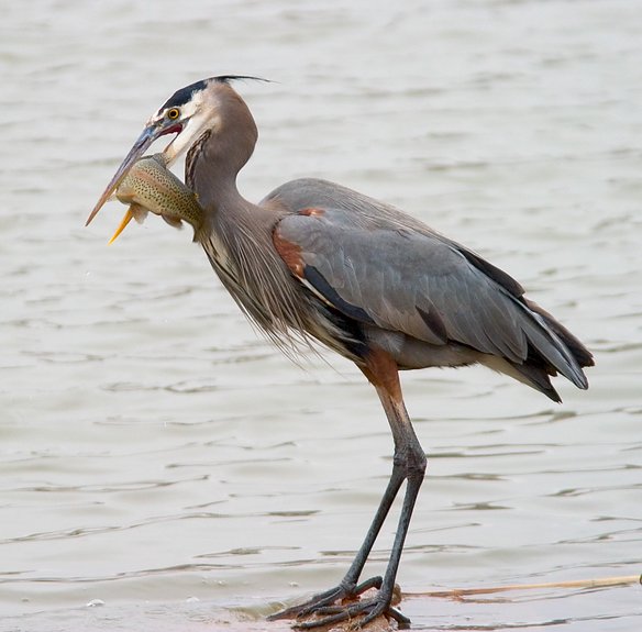 Great Blue Heron, Lakewood Park, Kansas, United States