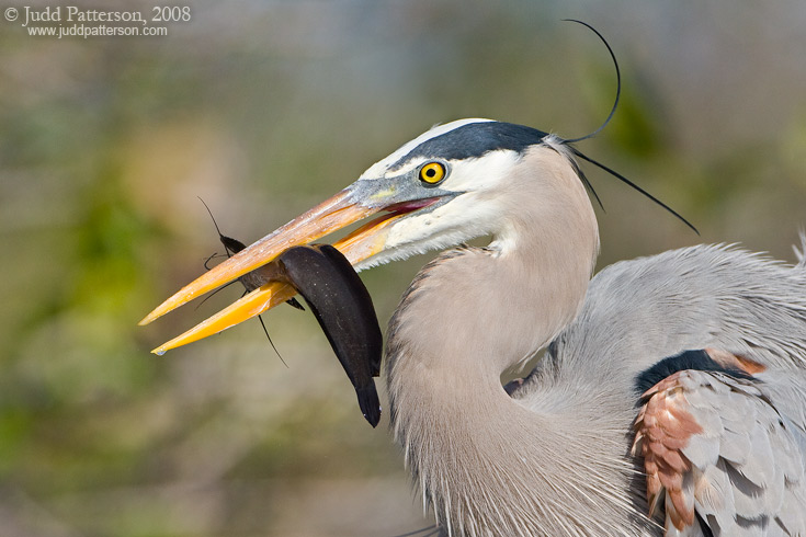 Great Blue Heron, Everglades National Park, Florida, United States