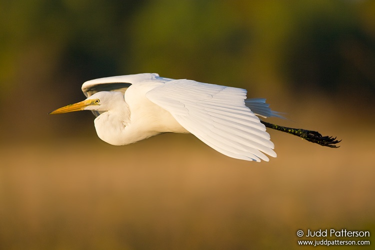 Graceful Wings, Green Cay Wetlands, Florida, United States