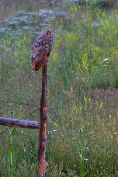 Great Horned Owl, near Ogden, Utah, United States