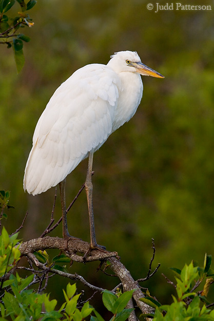 Great White Heron, Everglades National Park, Florida, United States