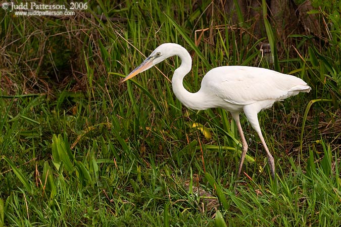 Great White Heron, Everglades National Park, Florida, United States