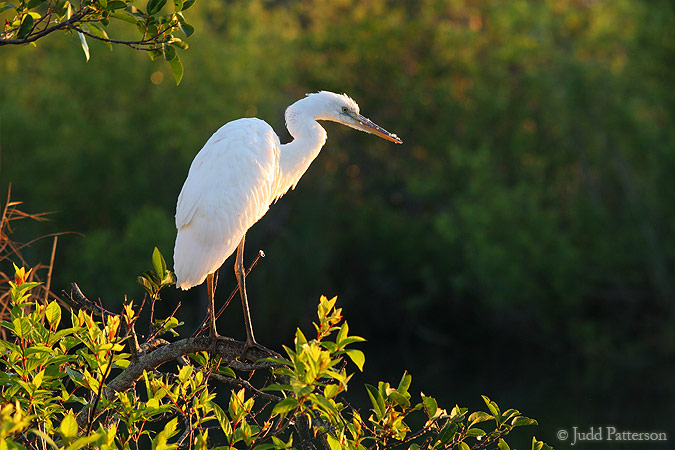 Great White Heron, Everglades National Park, Florida, United States