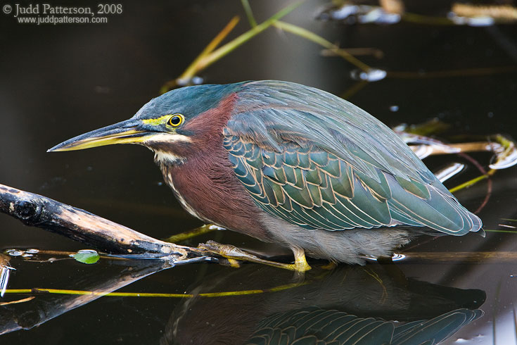 Green Heron, Everglades National Park, Florida, United States