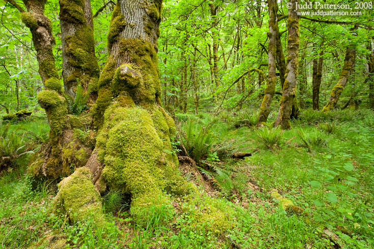 Olympic Green, Olympic National Park, Washington, United States