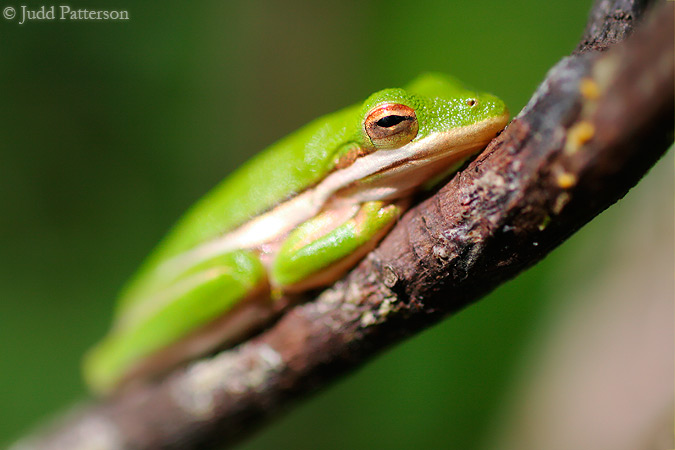 Green Tree Frog, Audubon Corkscrew Swamp Sanctuary, Florida, United States