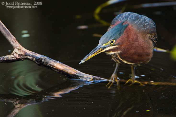 Green Heron, Everglades National Park, Florida, United States