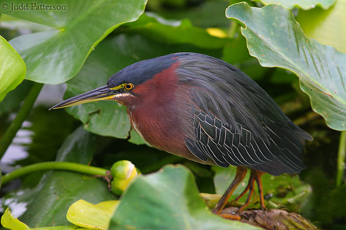 Green Heron, Wakodahatchee Wetlands, Delray Beach, Florida, United States