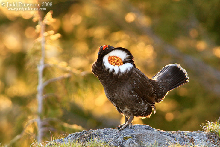 Last Light Grouse, Mount Rainier National Park, Washington, United States