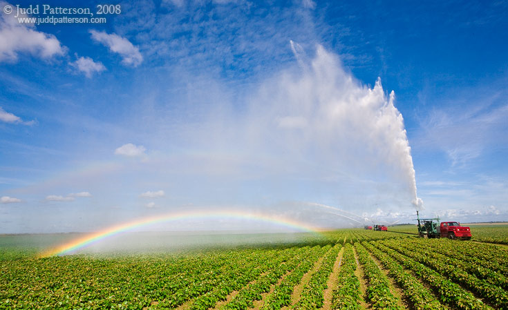 Growing Produce, Redland, Florida, United States