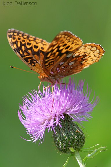 Great Spangled Fritillary, Konza Prairie, Kansas, United States