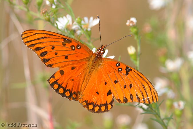 Gulf Fritillary, Latta Plantation Nature Preserve, South Carolina, United States