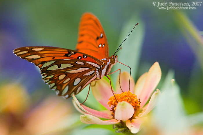 Gulf Fritillary, Dillon Nature Center, Hutchinson, Kansas, United States