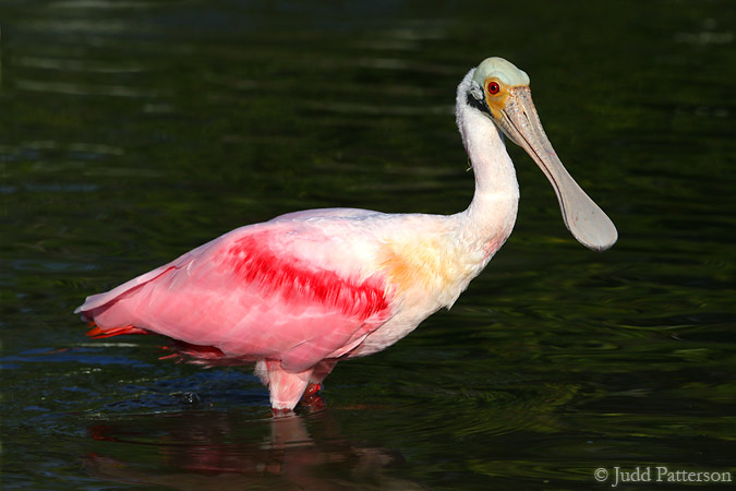 Roseate Spoonbill, Ding Darling National Wildlife Refuge, Florida, United States