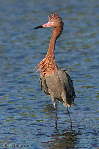 Reddish Egret, Ding Darling National Wildlife Refuge, Florida, United States