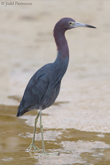 Little Blue Heron, Fort De Soto Park, Florida, United States