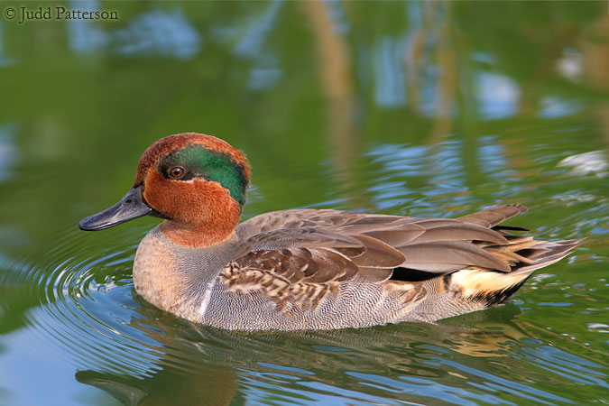 Green-winged Teal, Wakodahatchee Wetlands, Delray Beach, Florida, United States