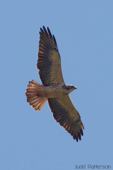 Swainson's Hawk, Cheyenne Bottoms, Kansas, United States