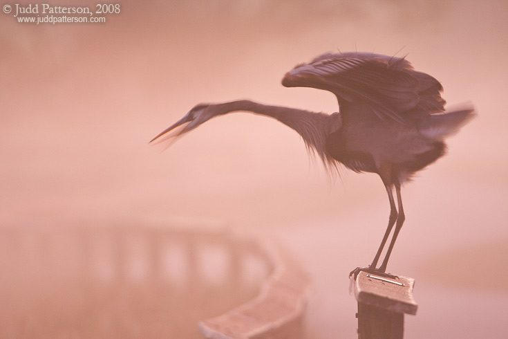 Predawn Squawk, Everglades National Park, Florida, United States