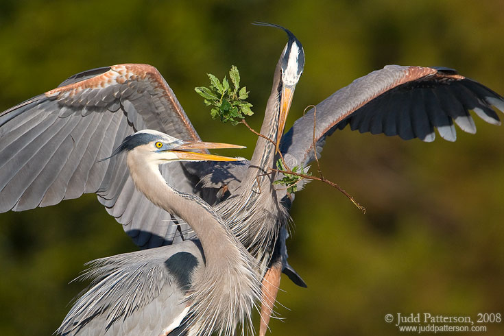 A Gift, Wakodahatchee Wetlands, Florida, United States