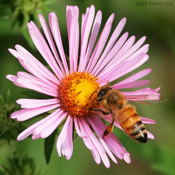 Honeybee, Hutchinson, Kansas, United States