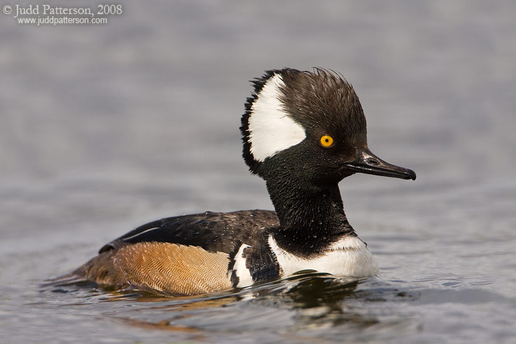 Hooded Merganser, Viera Wetlands, Florida, United States